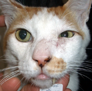 目の下が腫れたり かさぶたができるのは皮膚病 犬と猫の口と歯の病気は歯科専門のとだ動物病院へ