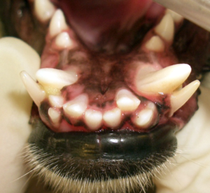 永久歯が生えてきたのに乳歯が残っている 犬と猫の口と歯の病気は歯科専門のとだ動物病院へ